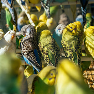 Bird Care