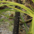 15/30M Garden Porous Soaker Hose Automatic Drip Leaky Watering System Irrigation 5