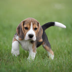 Lemon Scented Pet Kennel Disinfectant and Deodoriser 4