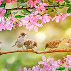 Candy Scented Pet Kennel Disinfectant and Deodoriser 5