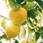 20L of Pet Kennel Disinfectant Deodoriser & Cleaner 8