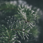 20L of Pet Kennel Disinfectant Deodoriser & Cleaner 9